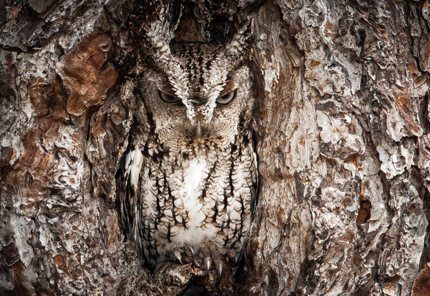 Camouflage Owl