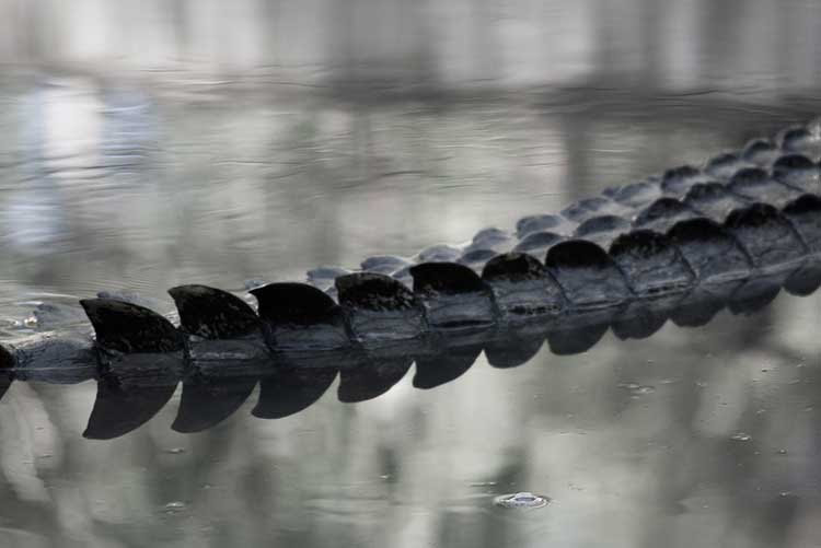 Alligator tail in the water