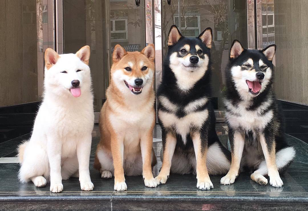 A fierce pack of shiba dogs