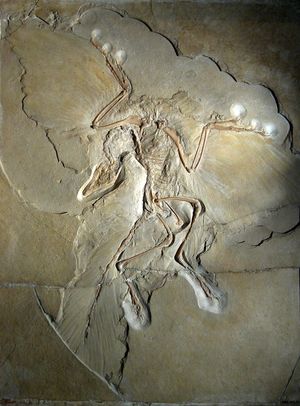 Berlin Archaeopteryx specimen